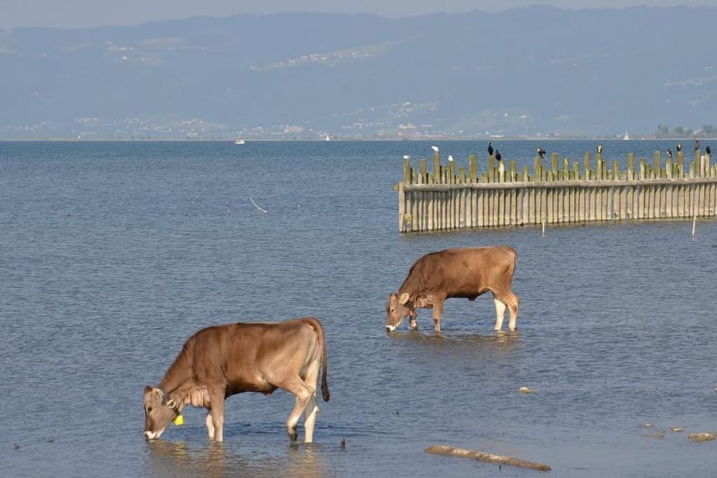 Bodensee Apartments, Sauna, Lake Walks, Free Parking, Self Checkin, Nature Reserve, Restaurants Nearby Gaissau  Exterior foto